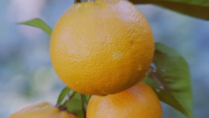 Cymbiotika - Liposomal Vitamin C